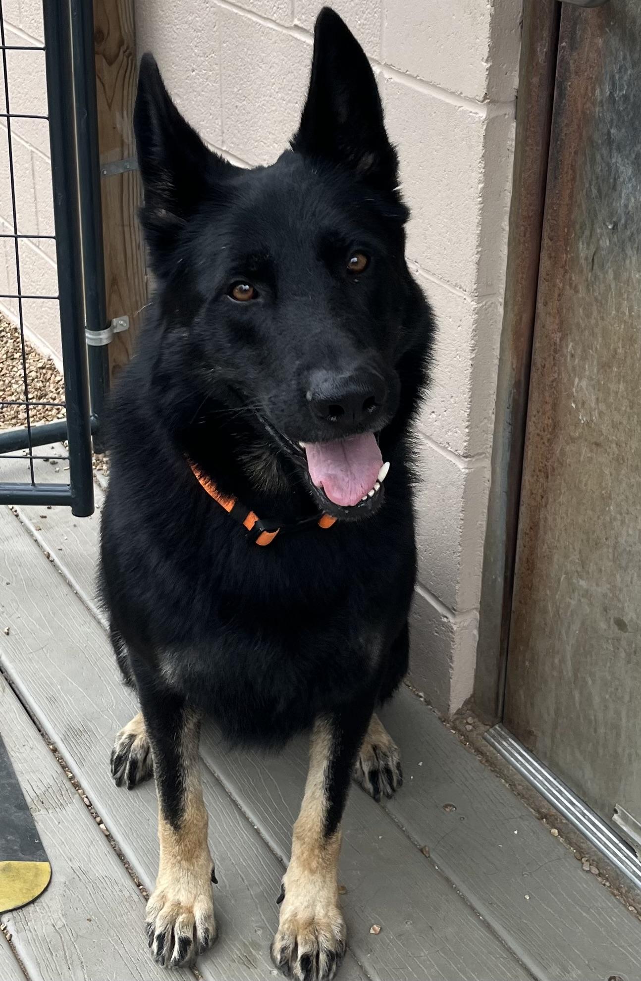Enlarge Bo, a Adoptable German Shepherd Dog in Chesterfield, MO image 6/6