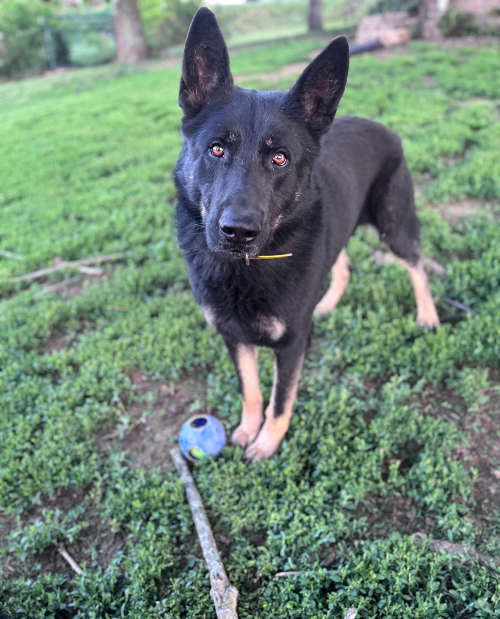 Bo, a Adoptable German Shepherd Dog in Chesterfield, MO image 3/3