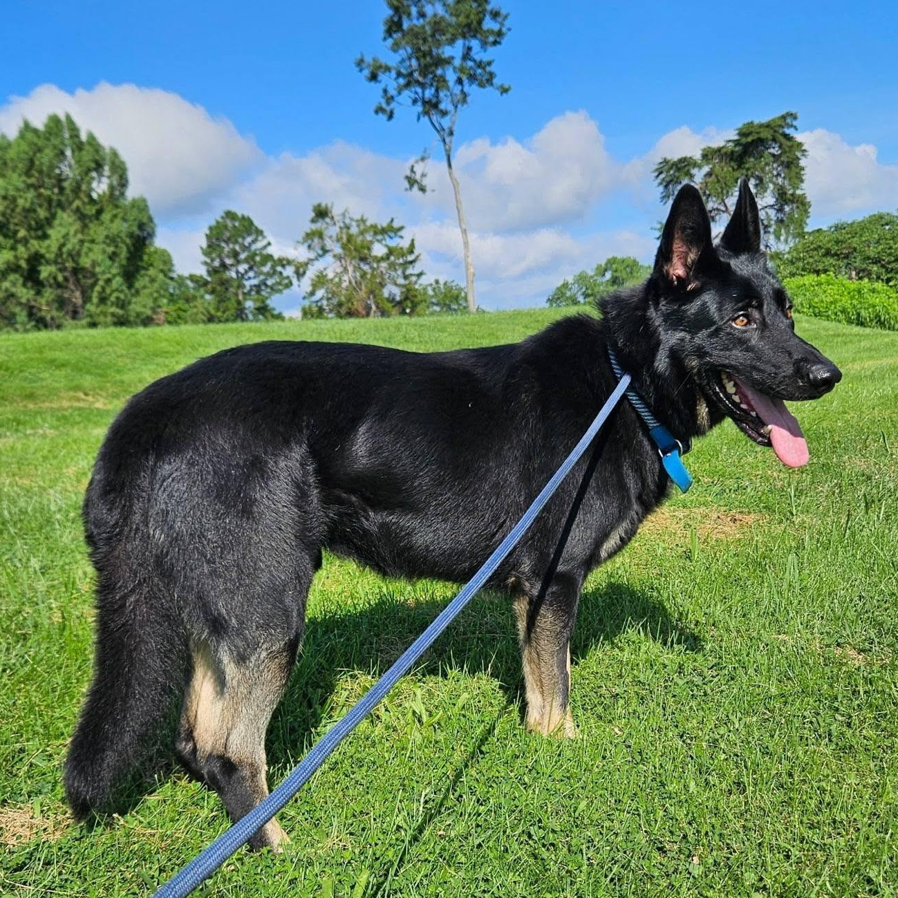Enlarge Bo, an adoptable German Shepherd Dog in Chesterfield, MO image 1/6