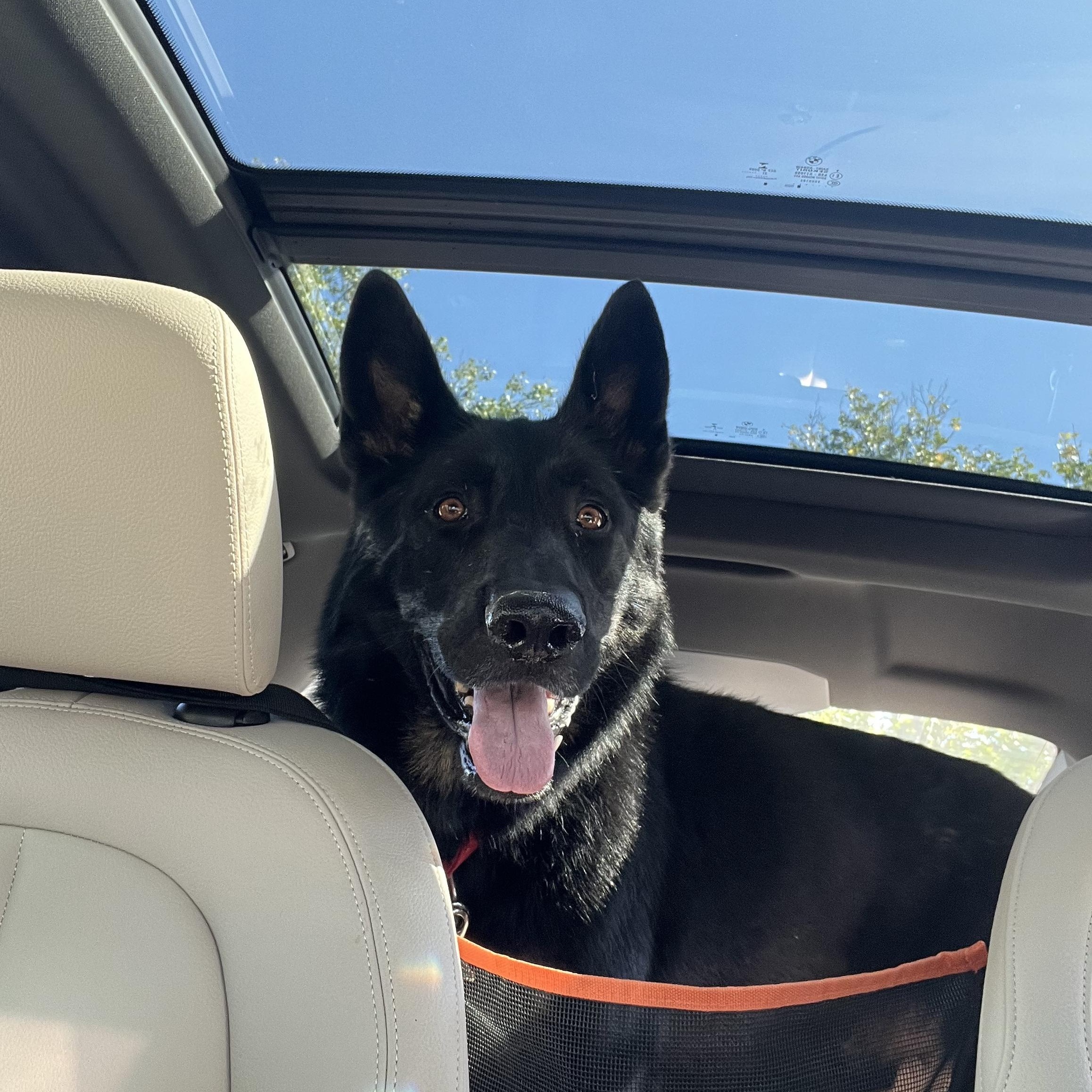 Enlarge Bo, a Adoptable German Shepherd Dog in Chesterfield, MO image 6/6