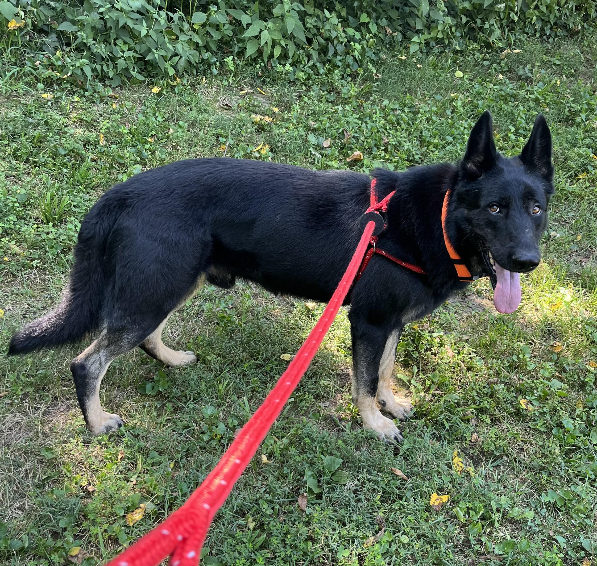 Enlarge Bo, an adoptable German Shepherd Dog in Chesterfield, MO image 2/6