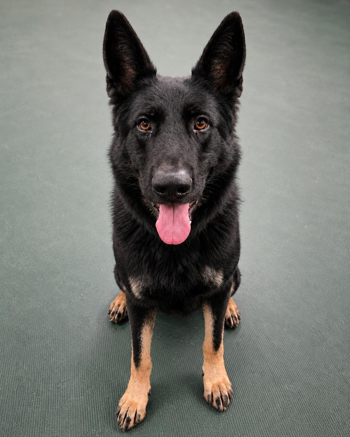 Enlarge Bo, an adoptable German Shepherd Dog in Chesterfield, MO image 3/6