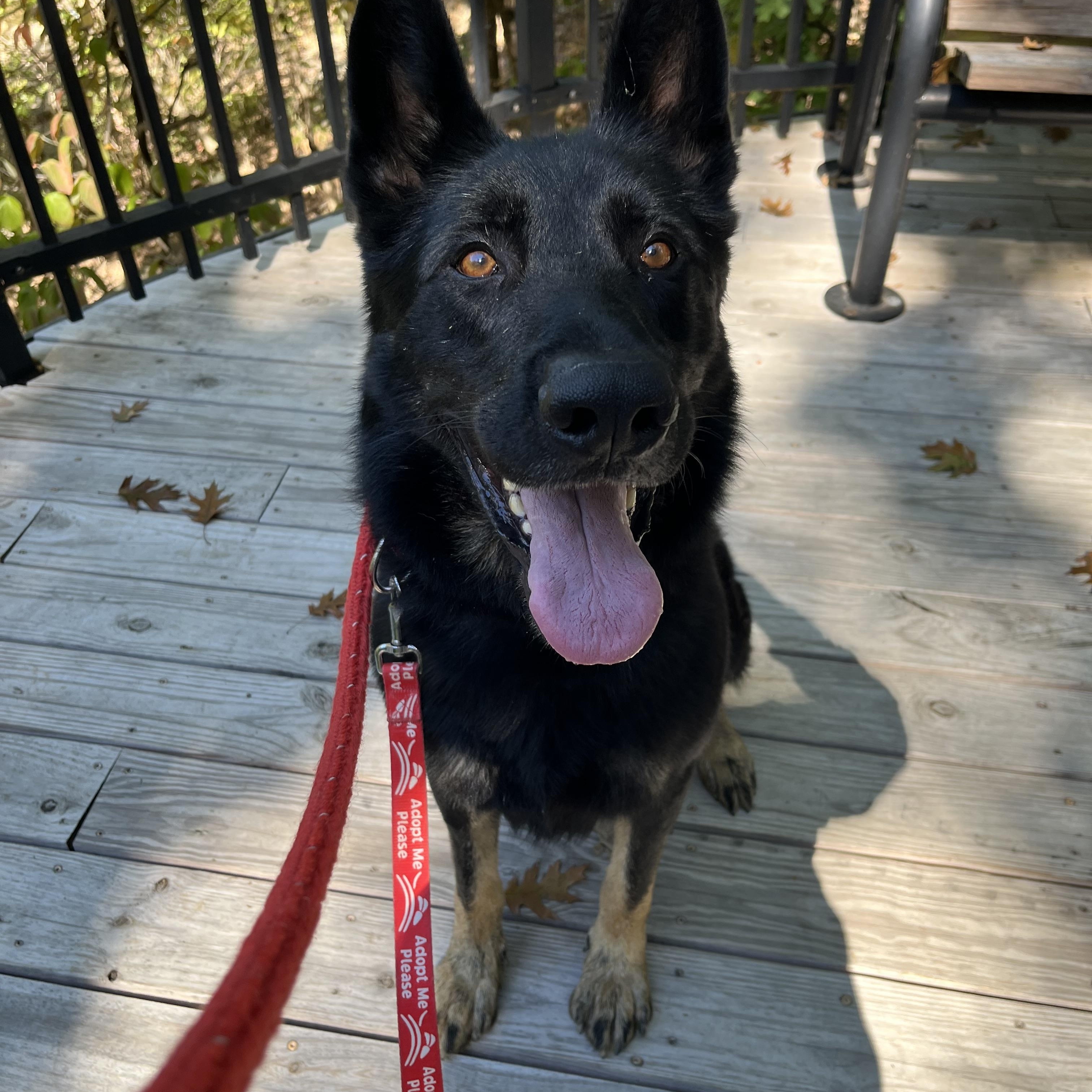 Enlarge Bo, a Adoptable German Shepherd Dog in Chesterfield, MO image 5/6