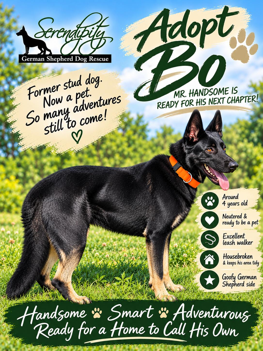 Enlarge Bo, a Adoptable German Shepherd Dog in Chesterfield, MO image 3/6