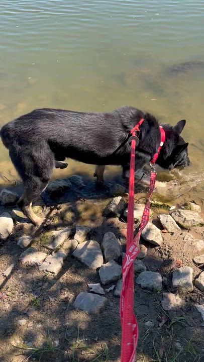 Enlarge Bo, a Adoptable German Shepherd Dog in Chesterfield, MO video 2/6