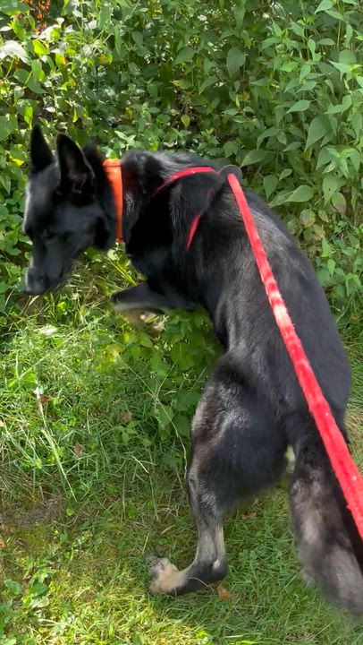 Enlarge Bo, an adoptable German Shepherd Dog in Chesterfield, MO video 4/6