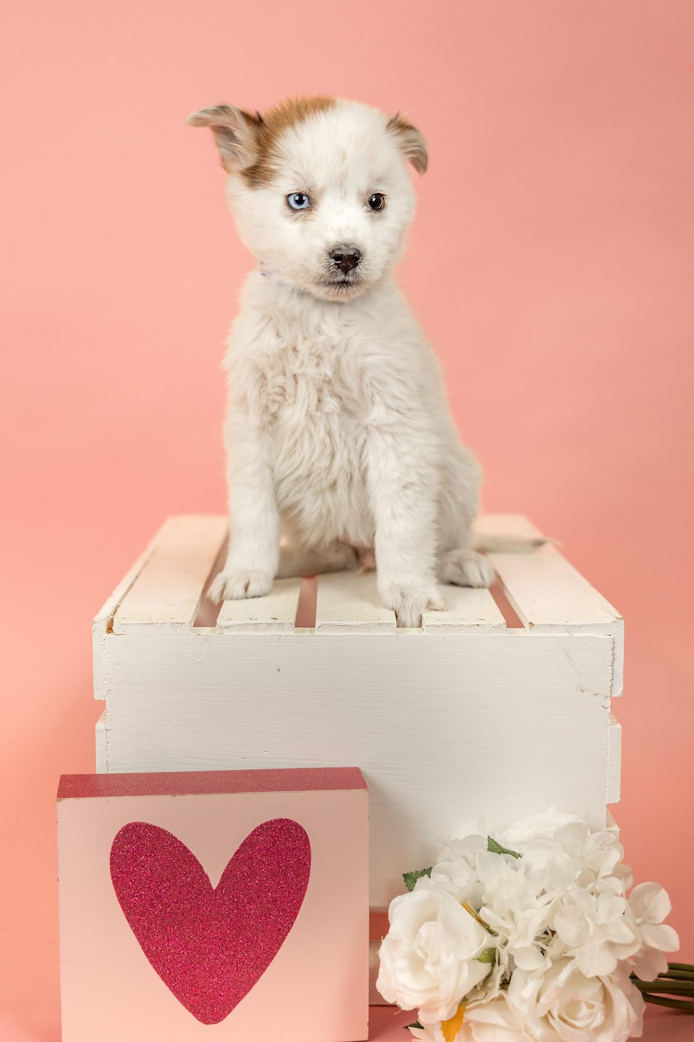 Enlarge 117-26, an adopted mixed breed in Brighton, CO image 1/1