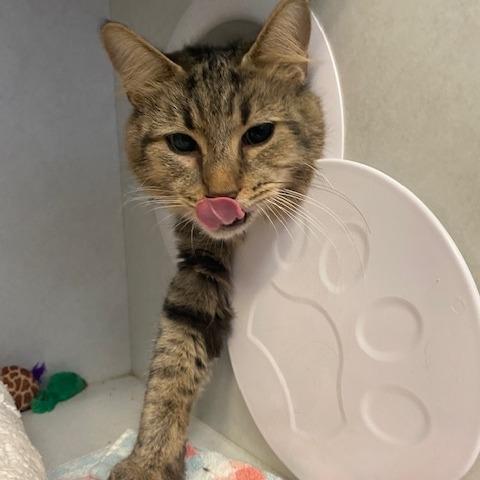 Enlarge Katy, a Adoptable Domestic Medium Hair in Dayton, OH image 1/4