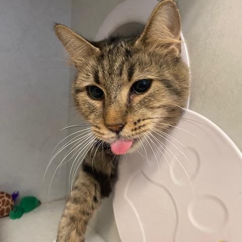 Enlarge Katy, a Adoptable Domestic Medium Hair in Dayton, OH image 2/4