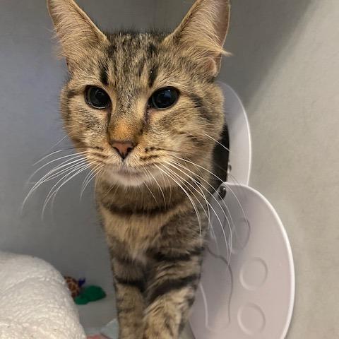 Enlarge Katy, a Adoptable Domestic Medium Hair in Dayton, OH image 3/4