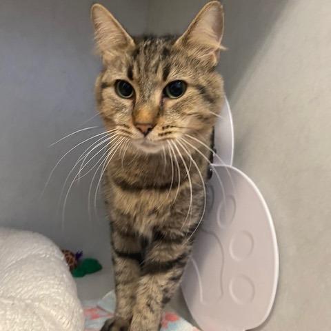 Enlarge Katy, a Adoptable Domestic Medium Hair in Dayton, OH image 4/4