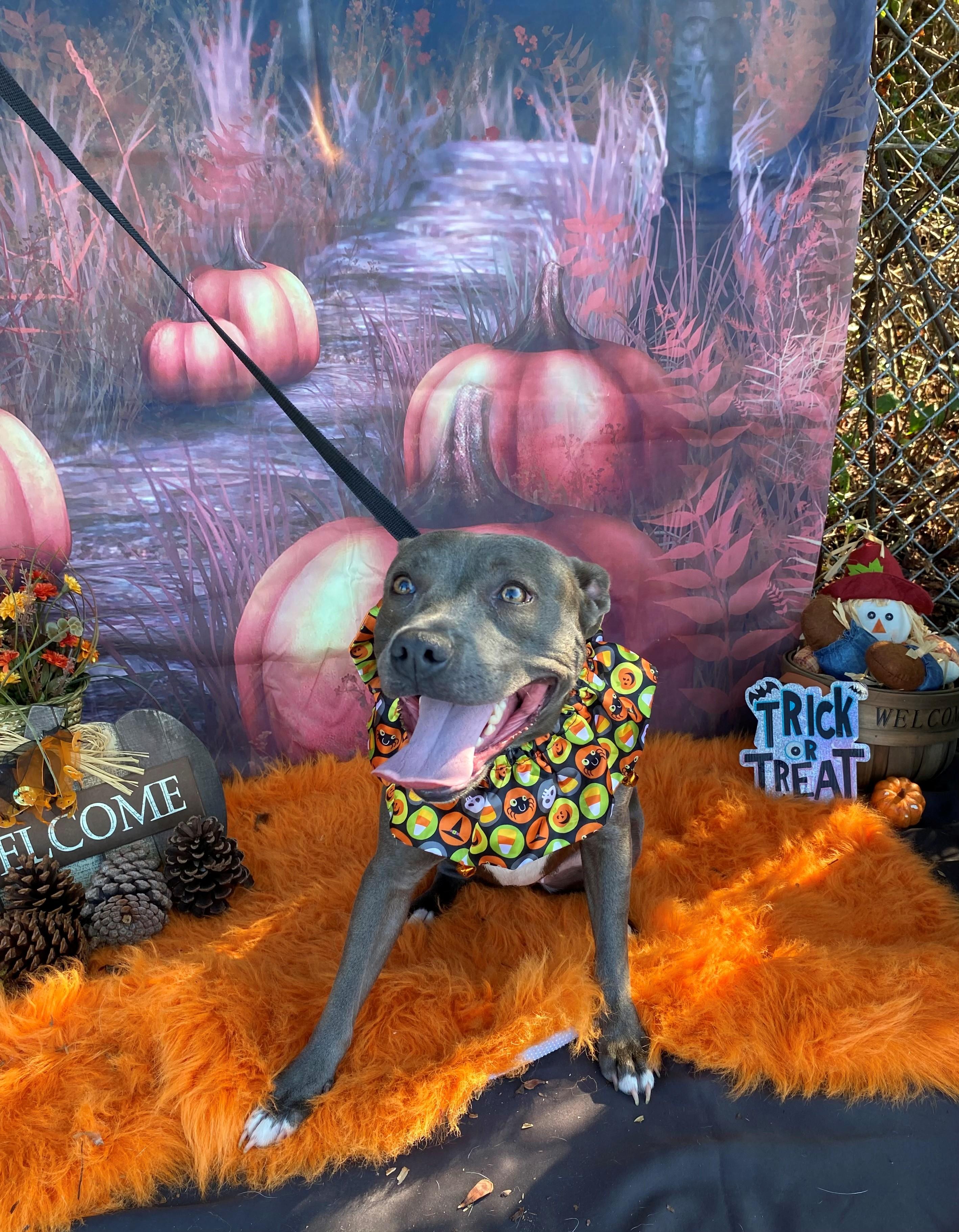 Enlarge Destiny 59089539, a Adoptable mixed breed in Harvey , LA image 1/1