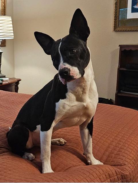 Enlarge Bob, a ADOPTABLE mixed breed in Chelmsford, MA image 2/5