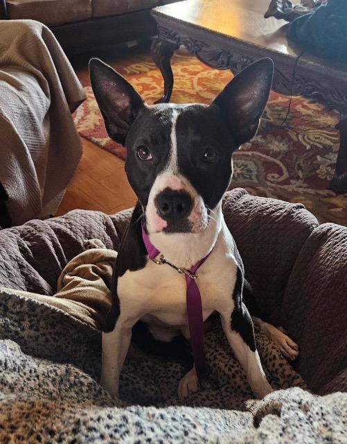 Enlarge Bob, a ADOPTABLE mixed breed in Chelmsford, MA image 3/5