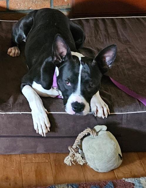 Enlarge Bob, a ADOPTABLE mixed breed in Chelmsford, MA image 4/5