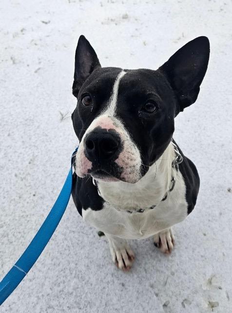 Enlarge Bob, a ADOPTABLE mixed breed in Chelmsford, MA image 5/5