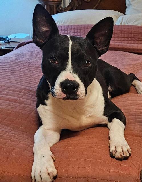 Enlarge Bob, a ADOPTABLE mixed breed in Chelmsford, MA image 1/5