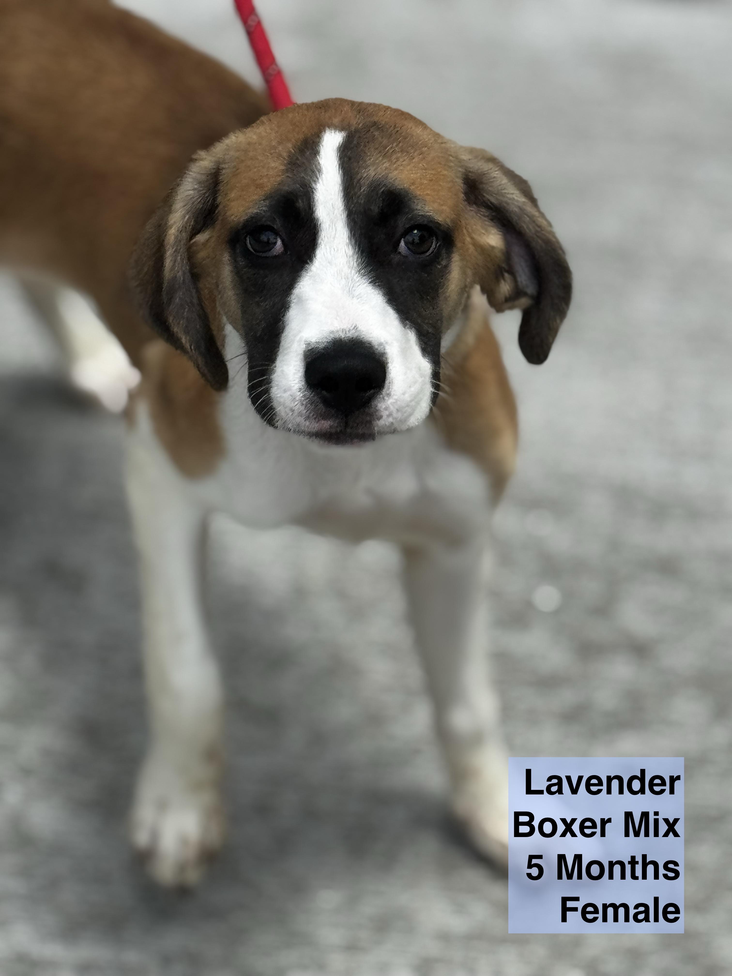 Lavender