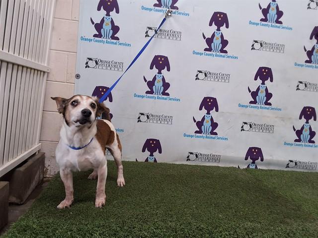 MARLEY, Adoptable, Senior Male Parson Russell Terrier.