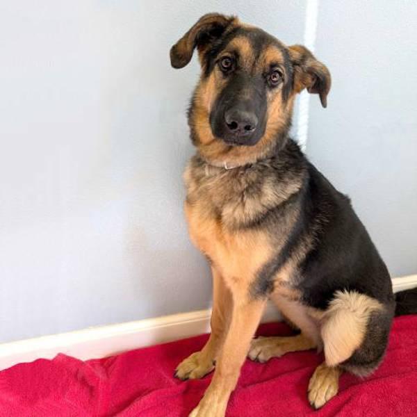 Xena, a Adoptable mixed breed in Fort Davis, TX image 1/4