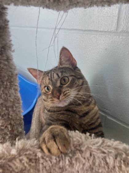 Churu, Adoptable, Adult Female Domestic Short Hair & Domestic Short Hair.