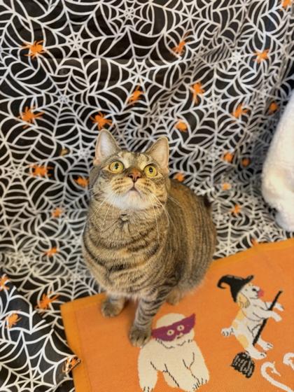 Churu, Adoptable, Adult Female Domestic Short Hair & Domestic Short Hair.