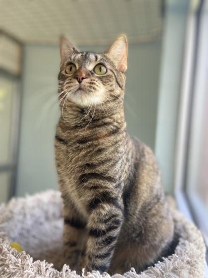 Churu, Adoptable, Adult Female Domestic Short Hair & Domestic Short Hair.