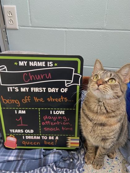Churu, a Adoptable mixed breed in Columbus, IN image 2/3