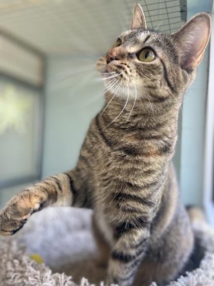 Churu, a Adoptable mixed breed in Columbus, IN image 3/3