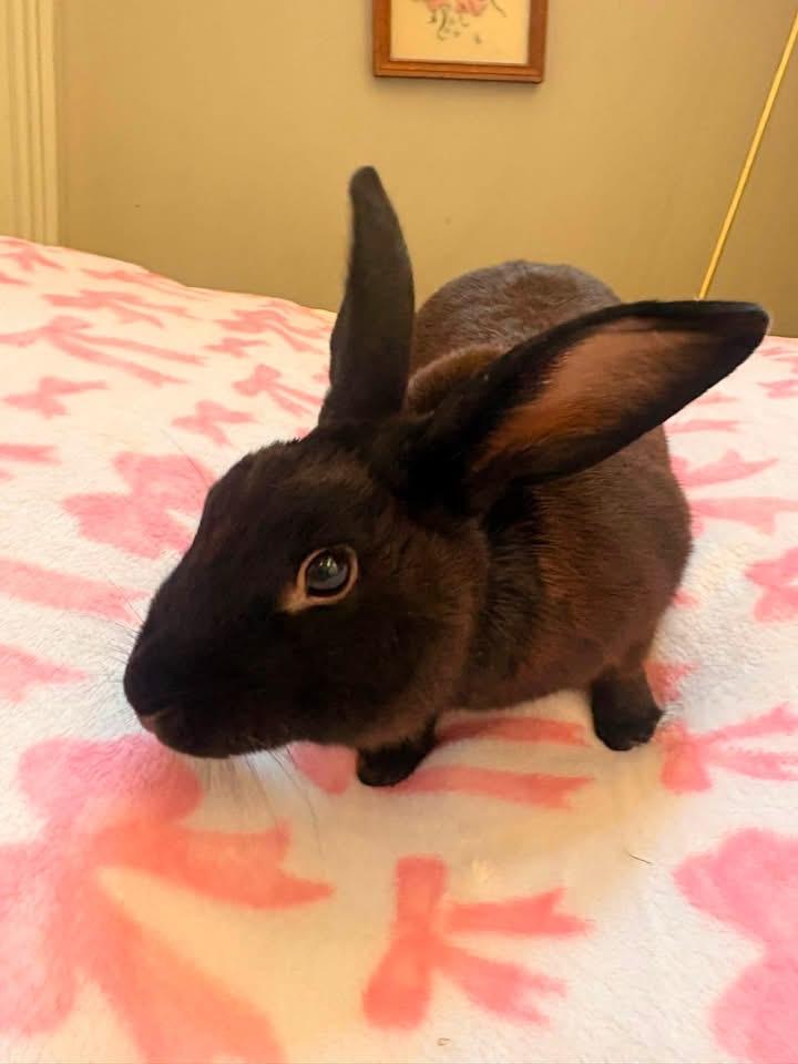 Derek, a ADOPTABLE New Zealand in St. Charles, MO image 4/6