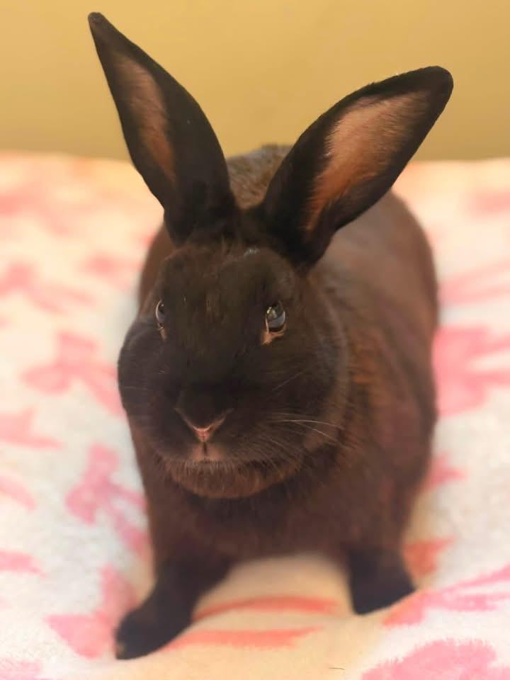 Derek, a ADOPTABLE New Zealand in St. Charles, MO image 5/6