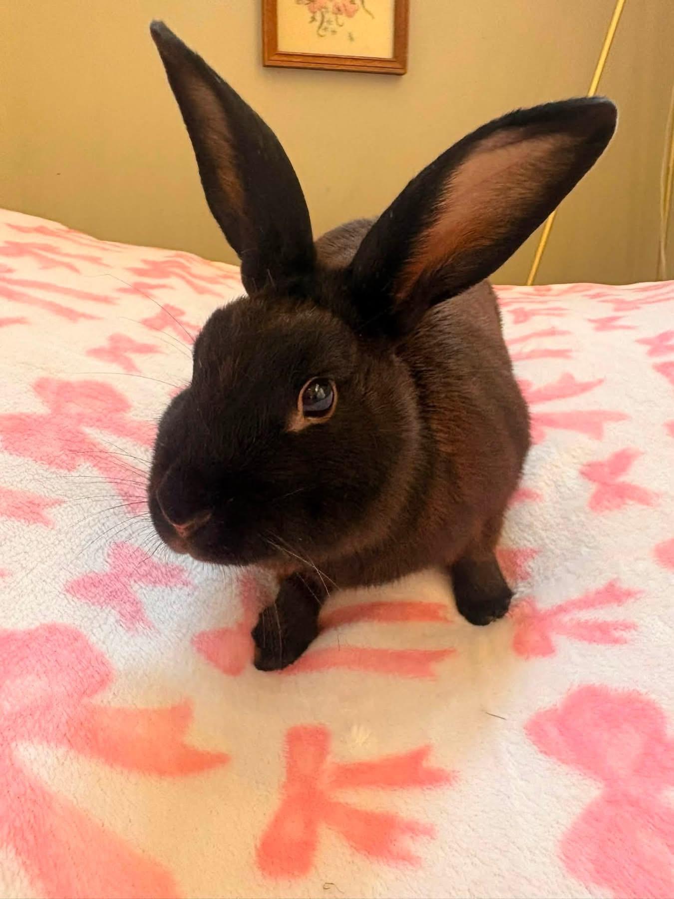 Derek, a ADOPTABLE New Zealand in St. Charles, MO image 3/6