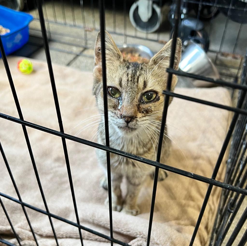 Enlarge Brenda- herpes, a Adoptable mixed breed in Pierceton, IN image 1/2