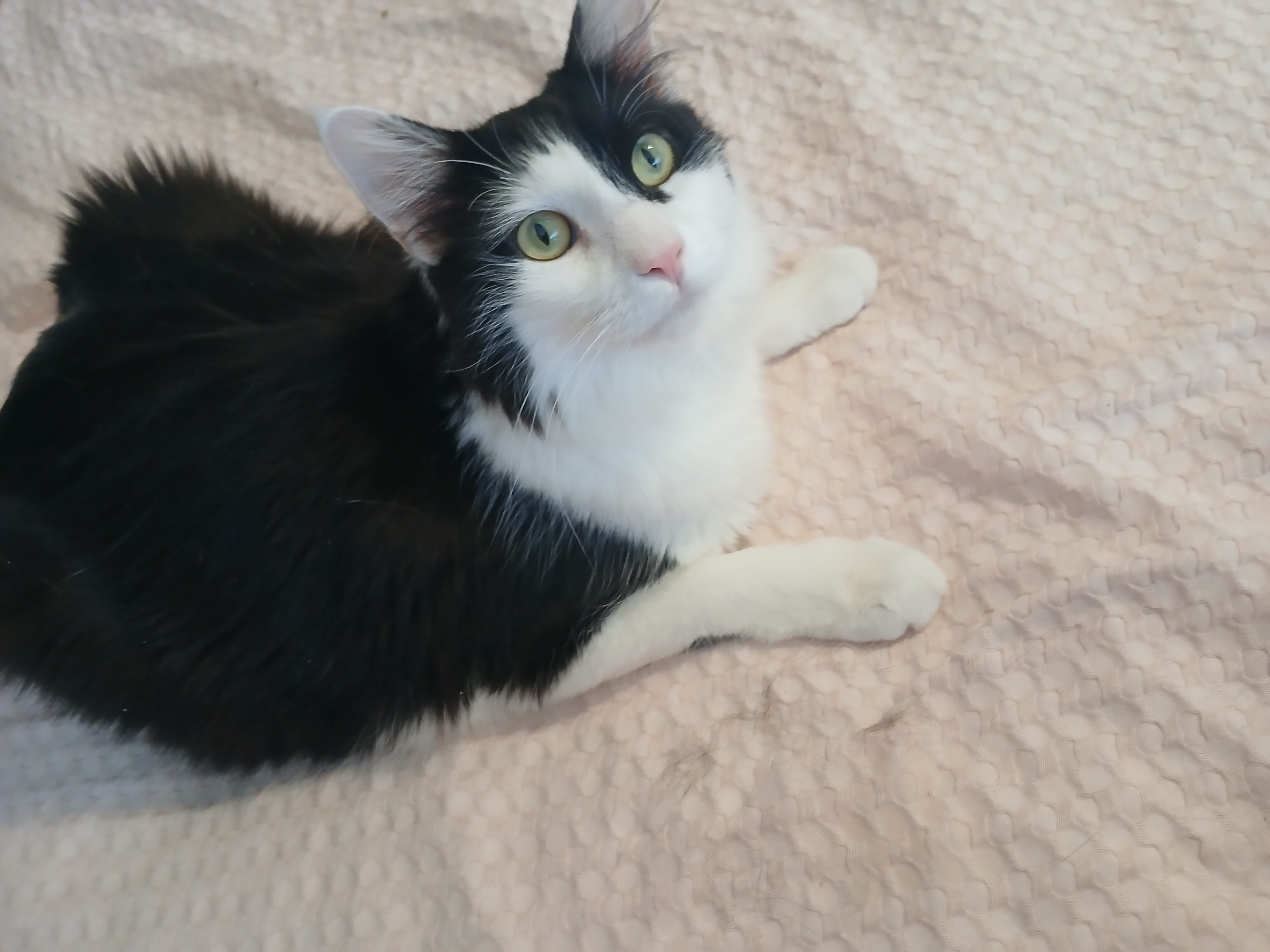 Space X Chibi, a hold mixed breed in Desert Hot Springs, CA image 3/5