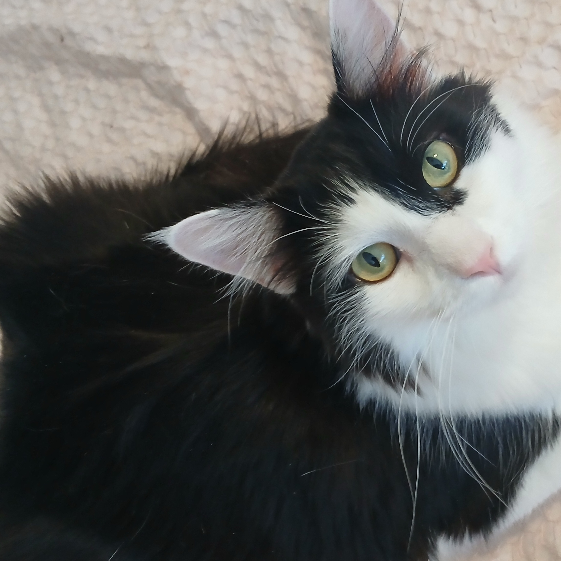 Space X Chibi, Adoptable, Young Male Maine Coon & Ragdoll.