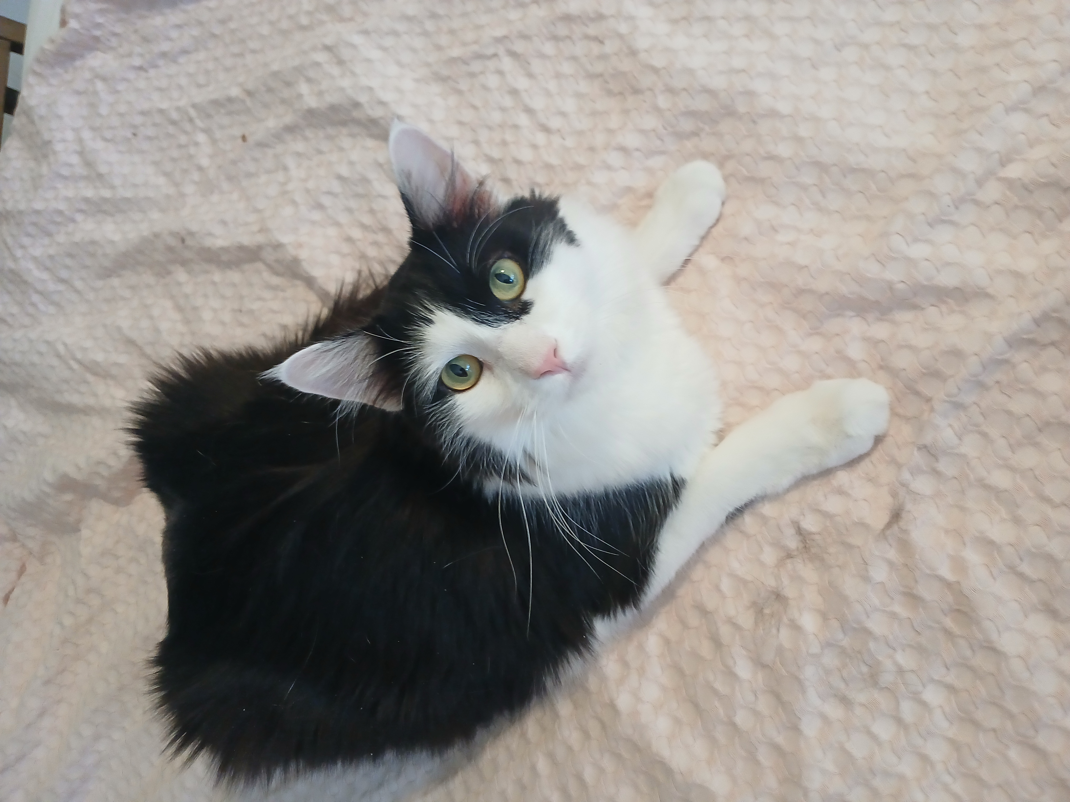 Space X Chibi, a hold mixed breed in Desert Hot Springs, CA image 4/5