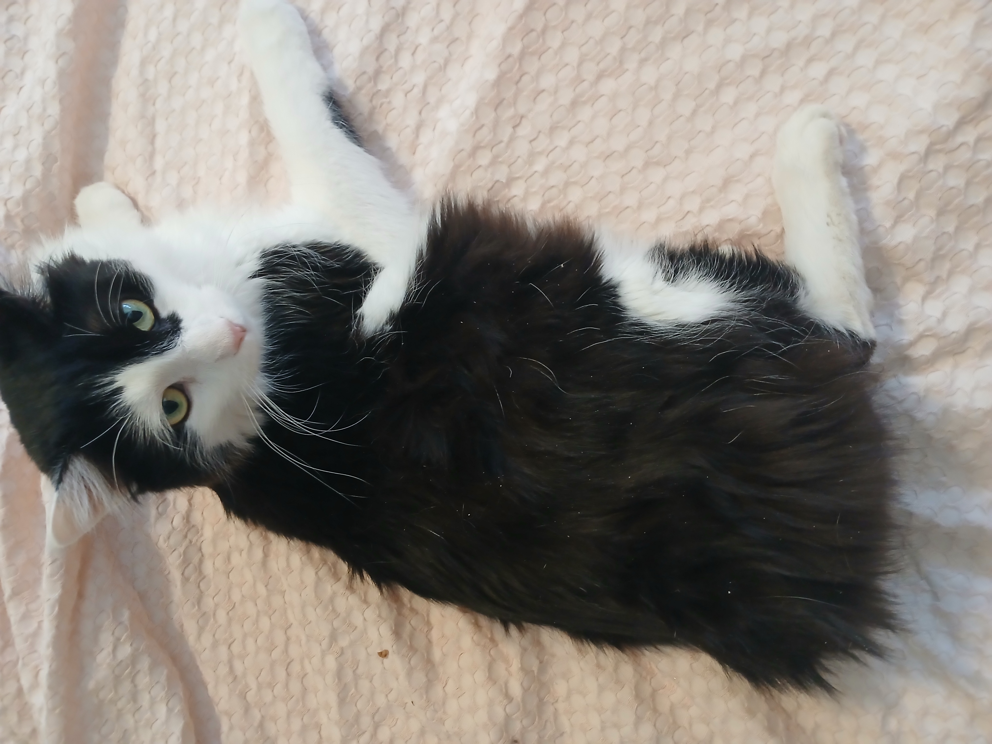 Space X Chibi, a hold mixed breed in Desert Hot Springs, CA image 5/5