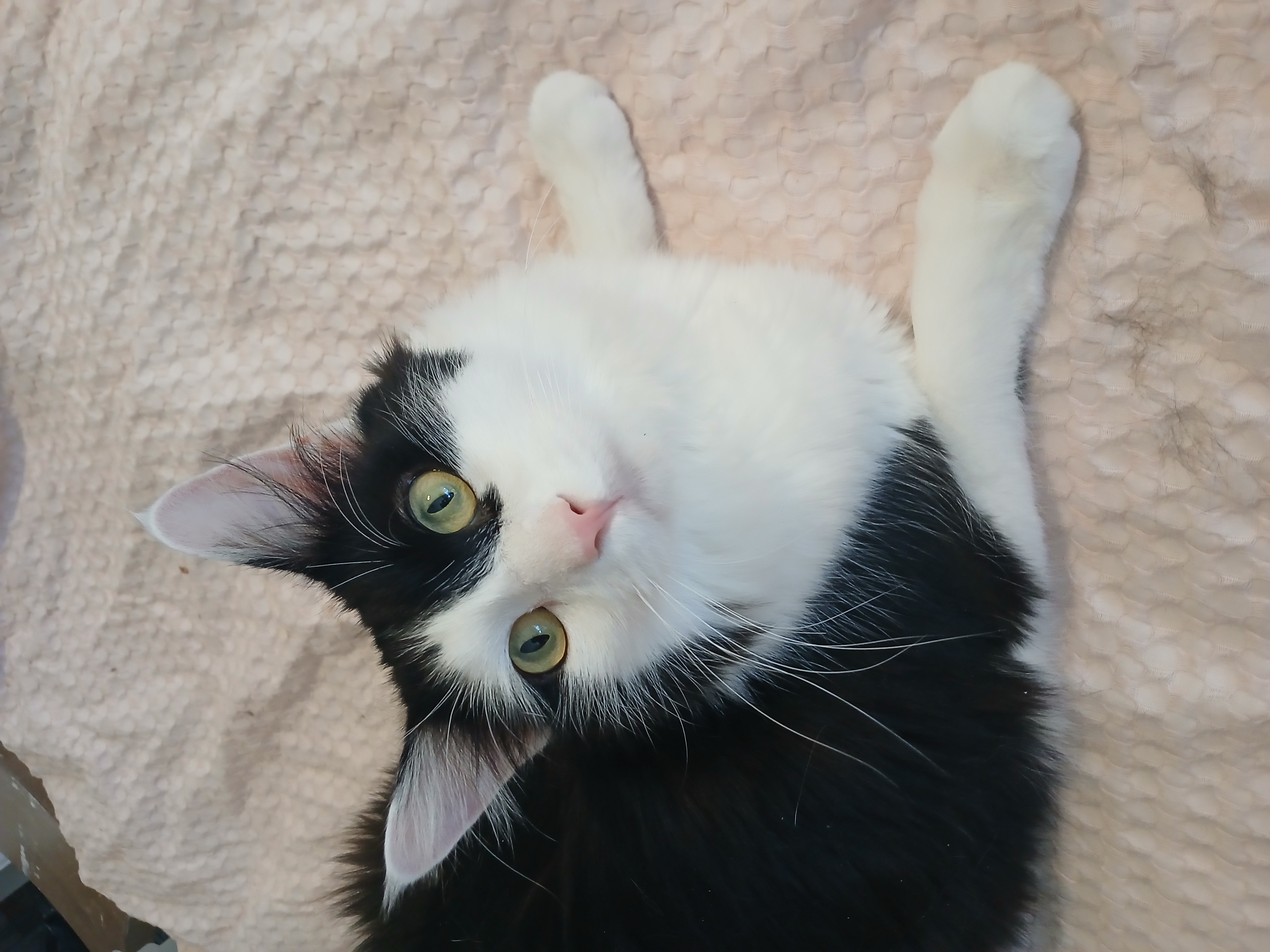 Space X Chibi, a hold mixed breed in Desert Hot Springs, CA image 2/5