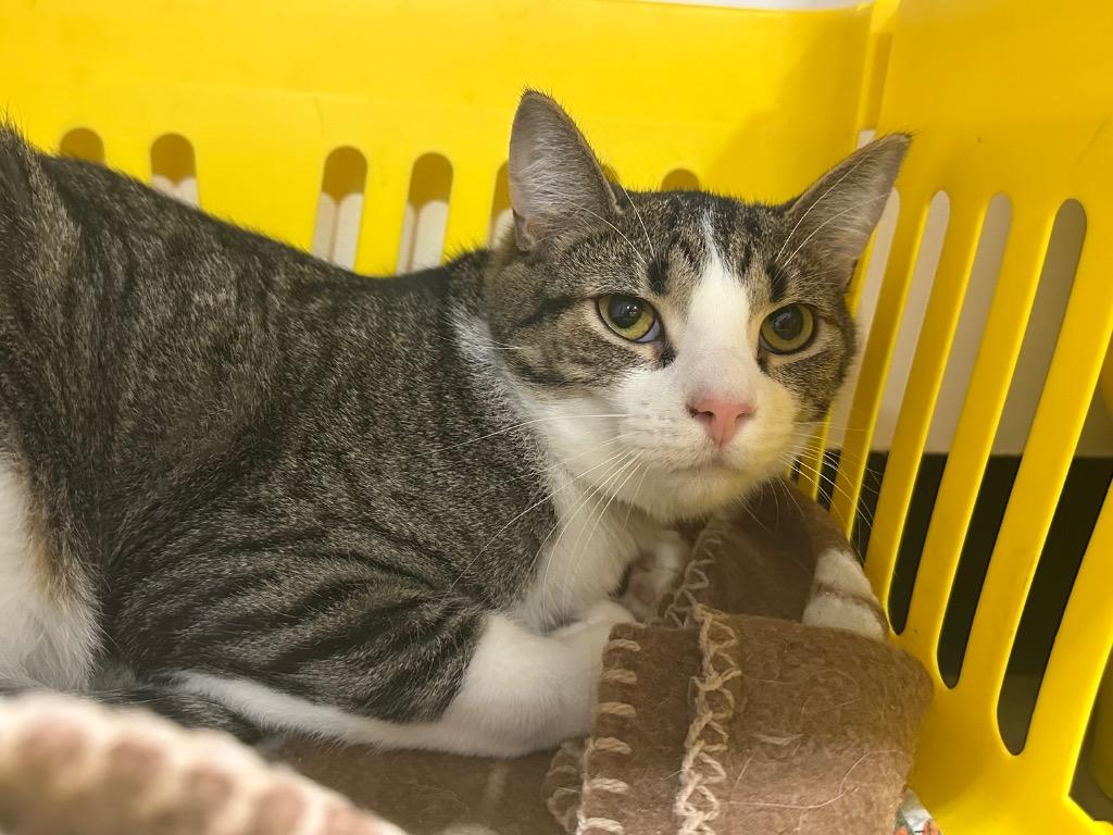 Ricky Bobby, Adoptable, Young Male Tabby.