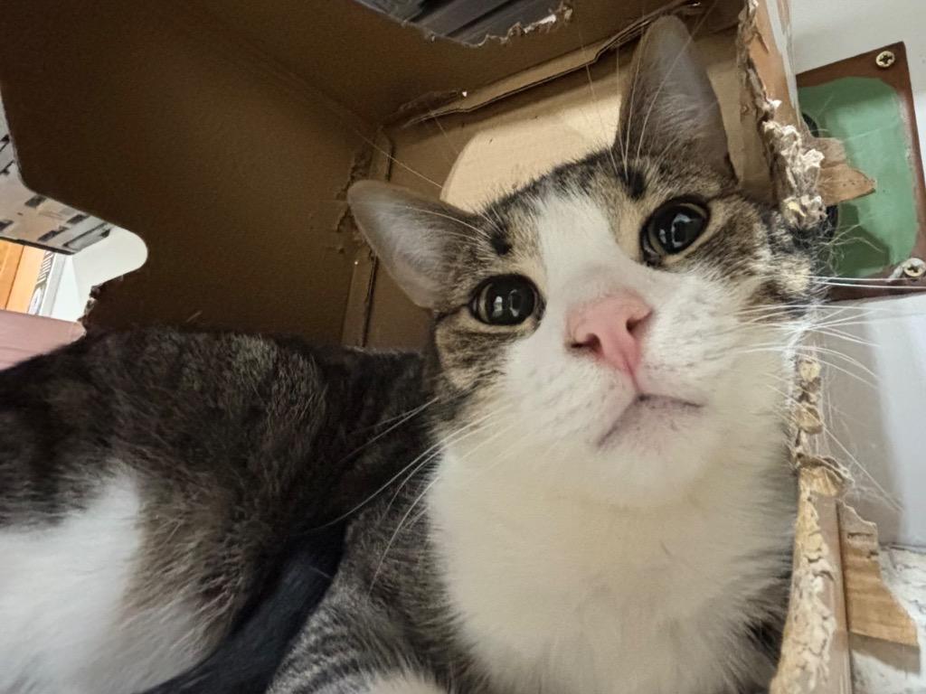 Ricky Bobby, Adoptable, Young Male Tabby.