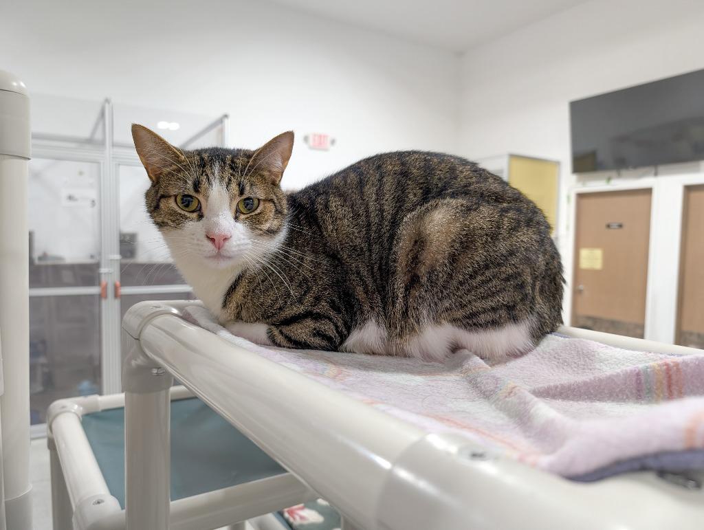 Ricky Bobby, Adoptable, Young Male Tabby.
