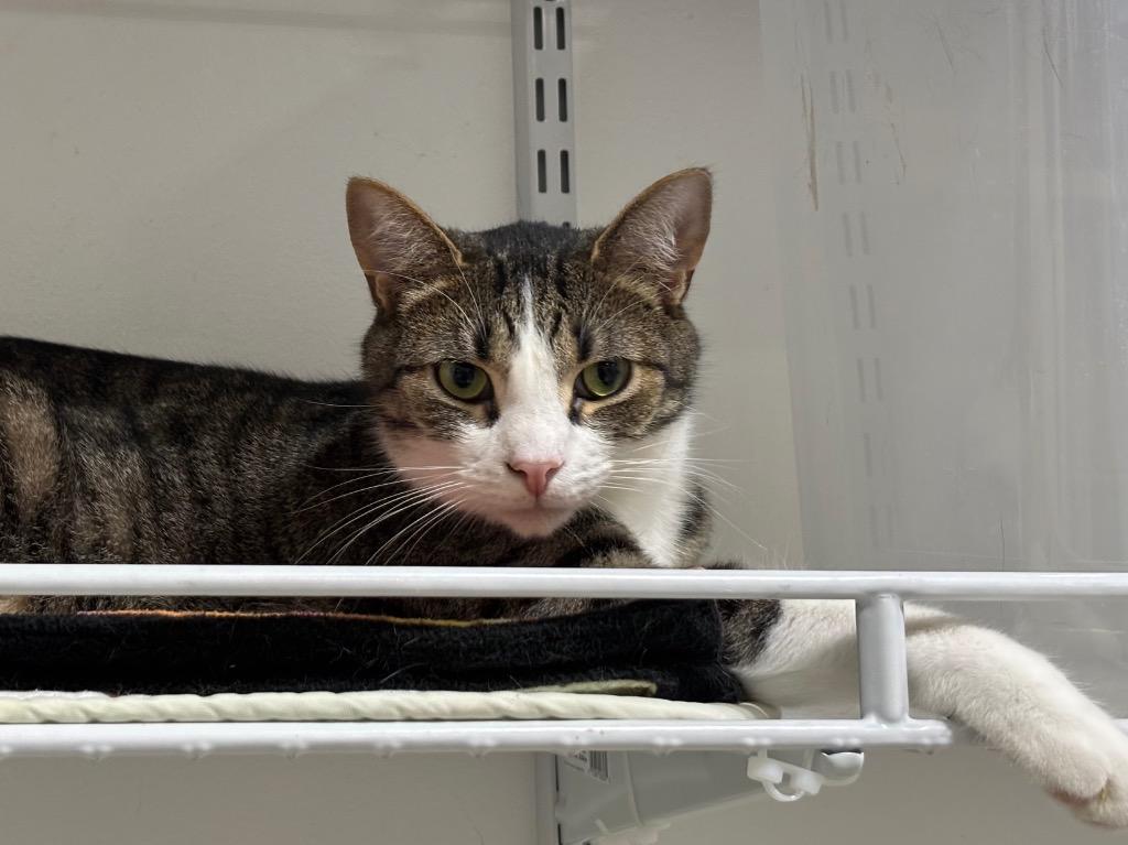 Enlarge Ricky Bobby, a Adoptable Tabby in Powell, OH image 2/3