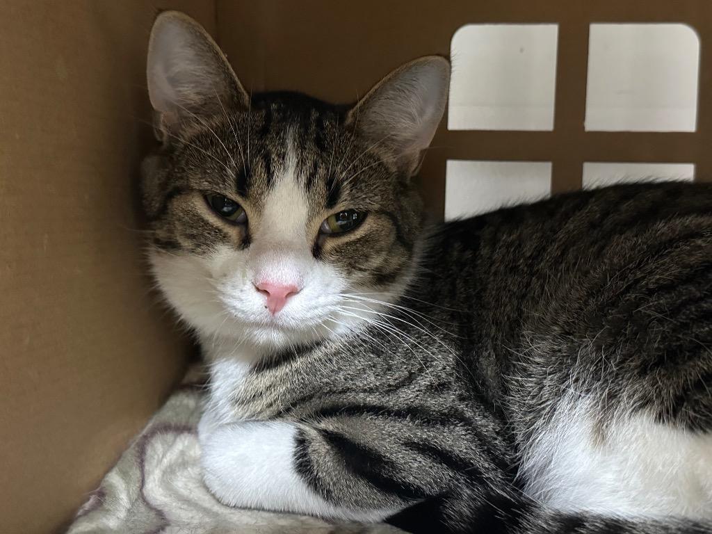 Ricky Bobby, a Adoptable Tabby in Powell, OH image 2/2