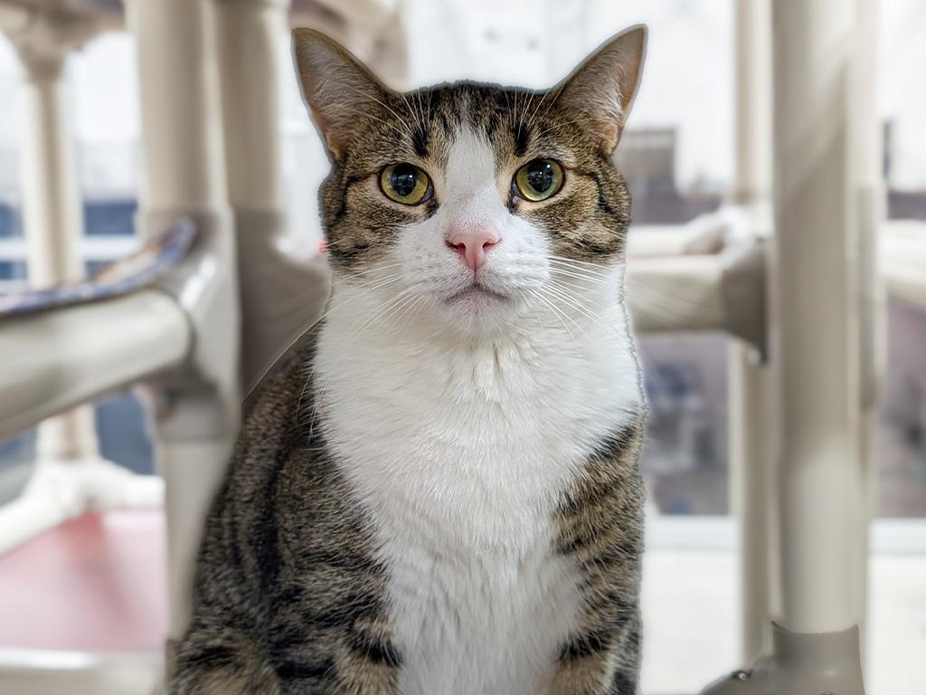 Ricky Bobby, a Adoptable Tabby in Powell, OH image 4/5