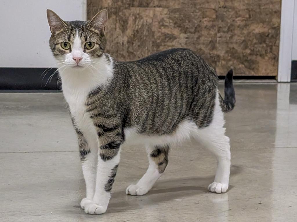 Ricky Bobby, a Adoptable Tabby in Powell, OH image 5/5