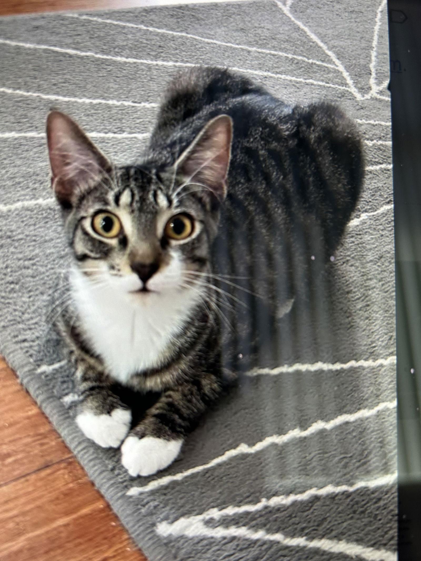 Enlarge zz - Cici, a Adoptable Domestic Short Hair in West Palm Beach, FL image 1/2