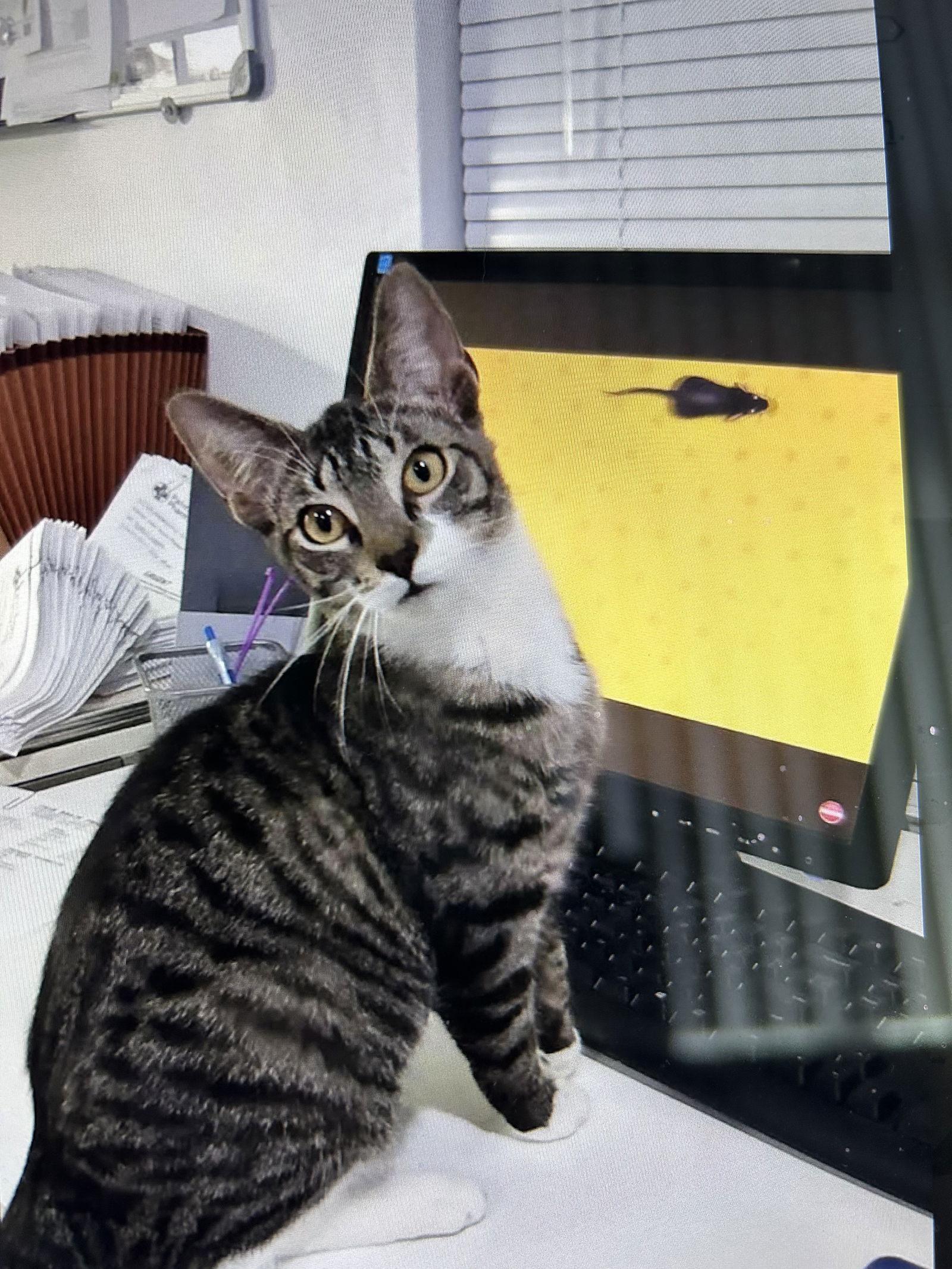 Enlarge zz - Cici, a Adoptable Domestic Short Hair in West Palm Beach, FL image 2/2