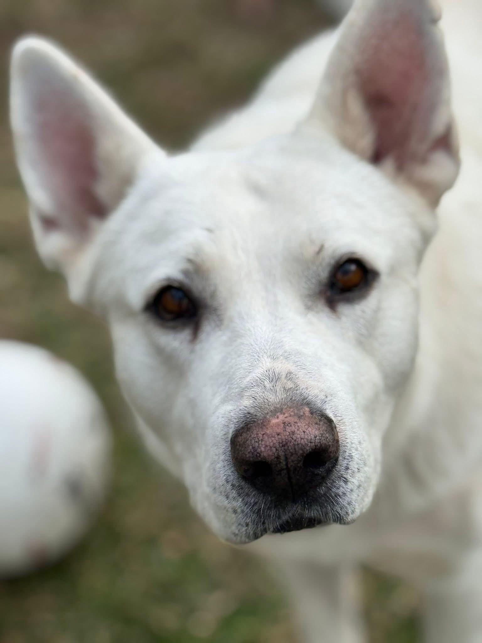 Parker , a ADOPTABLE mixed breed in Ransomville, NY image 1/6