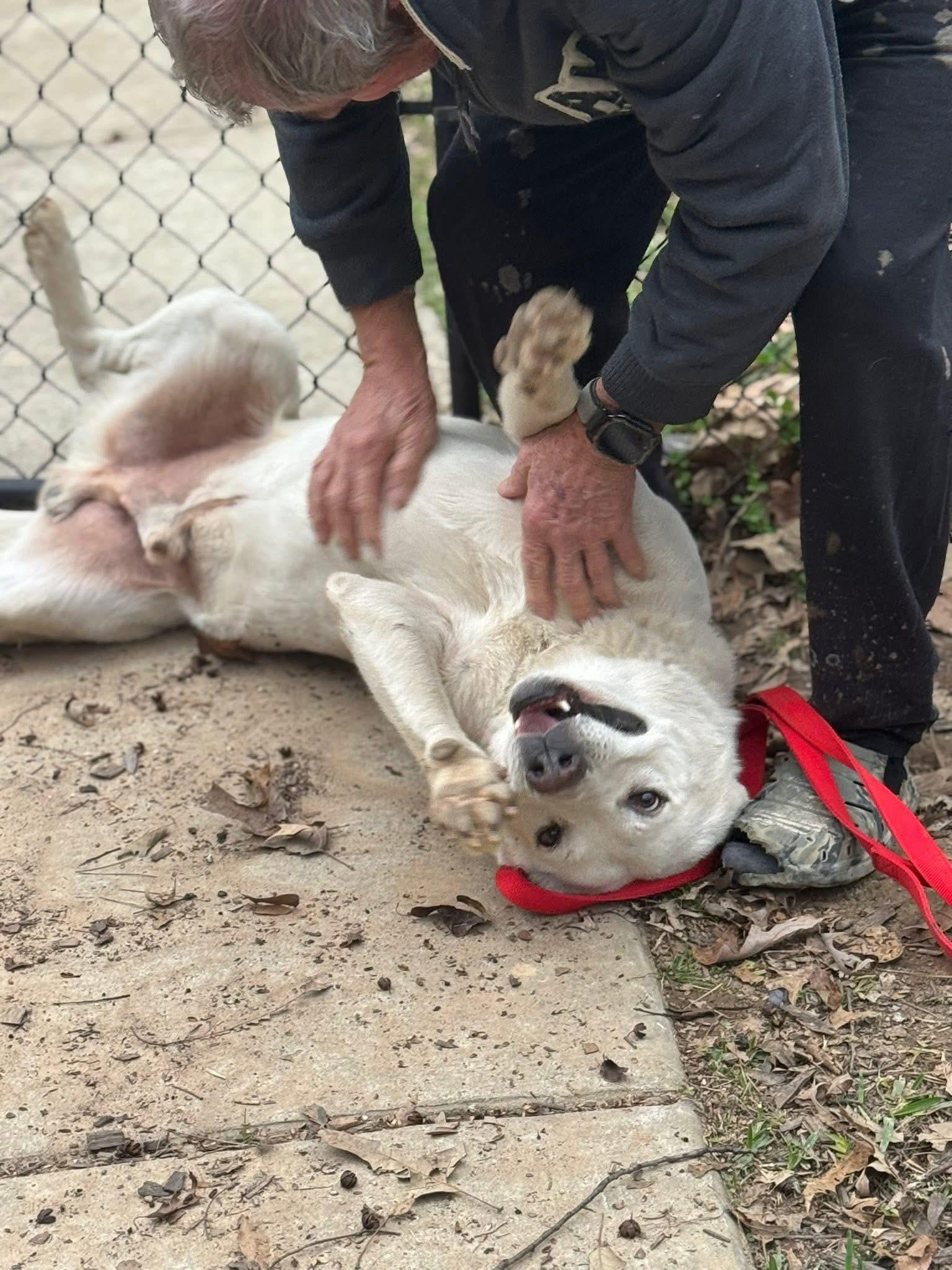 Parker , a ADOPTABLE mixed breed in Ransomville, NY image 2/6