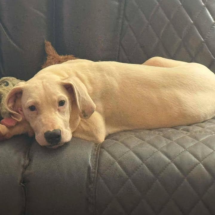 Enlarge Sugar (20260325-02), a ADOPTABLE mixed breed in Niagara Falls, NY image 5/6